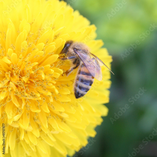 ape raccoglie il nettare su fiore di tarassaco