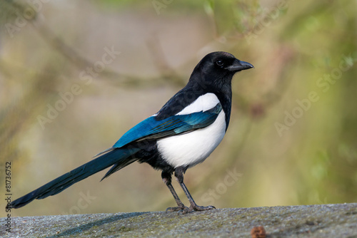 Eurasian magpie - Pica pica