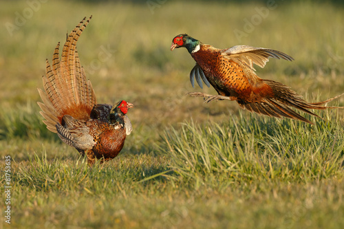 Pheasant males are fighting in during mating season