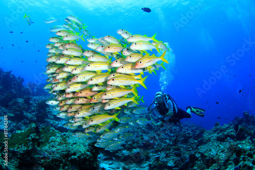 Scuba diving with fish: Snappers and goatfish