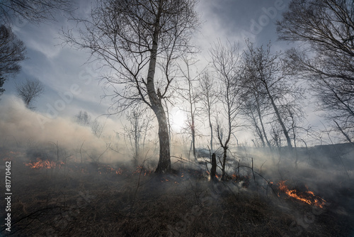 Fire in the mixed wood forest.