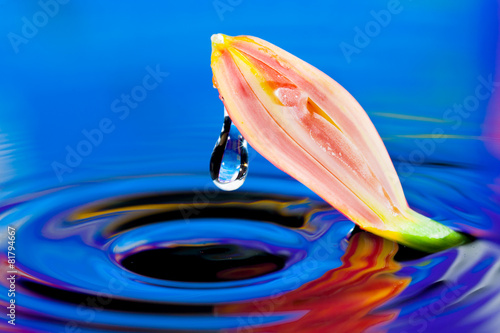 Lilly flower on water with water drops