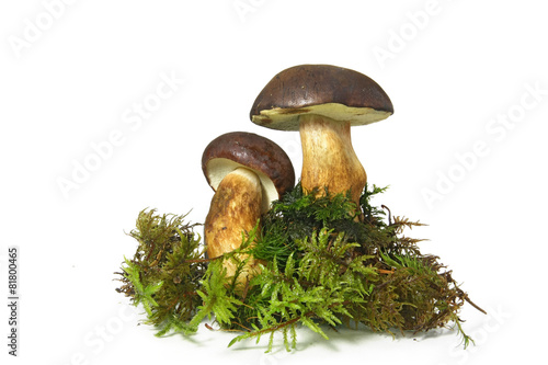 Mushroom Bay Bolete (Boletus radius) on white background