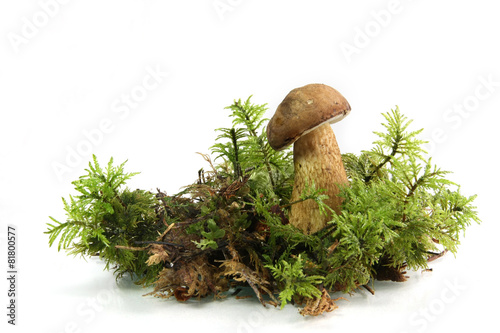 Young Bay Bolete (Boletus badius) Mushroom (nets on stem)