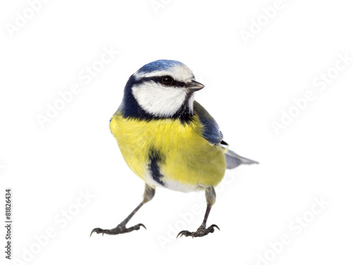 Blue tit on white background looking to the right