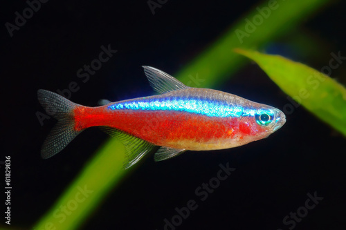 Red Neon tetra fish