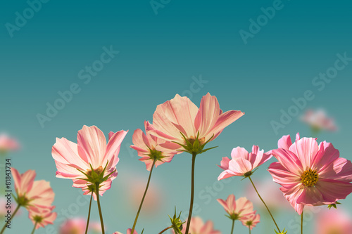 Pink flowers on the meadow background.Vintage style