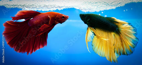 siamese fighting fish , betta isolated on blue background.
