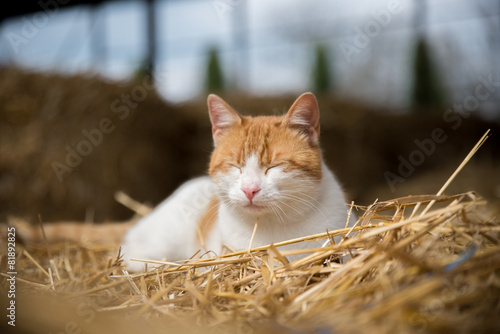 Cat on hay