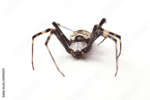 spider isolated