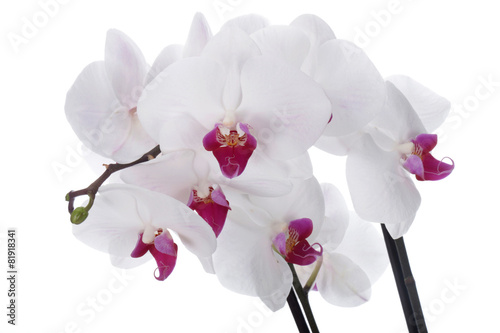 Orchid flower on a white background