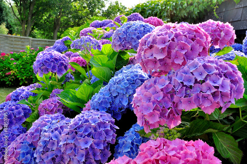 Magnifiques hortensias du Trégor, Bretagne