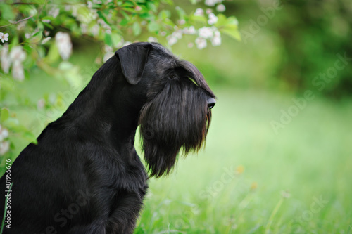 black giant schnauzer