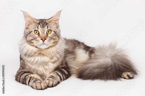 Maine Coon Cat