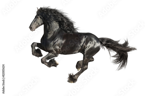 Running gallop Friesian black horse isolated on the white
