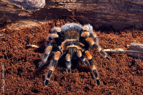 Mexican red knee tarantula