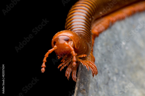 close up of the millipede