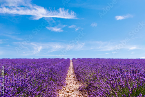 Blooming lavender fields near Valensole in Provence, France.