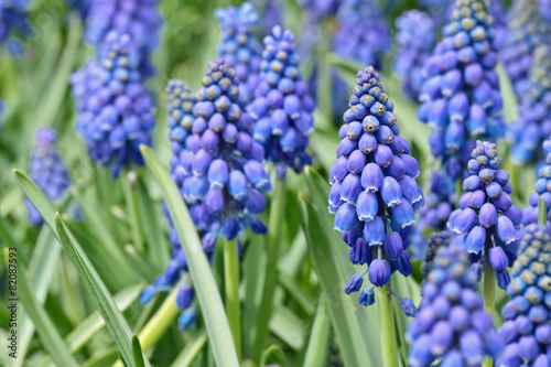 Blooming blue flowers (Muscari Neglectum) with selected focus