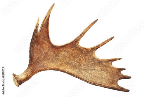 Moose antler isolated on white