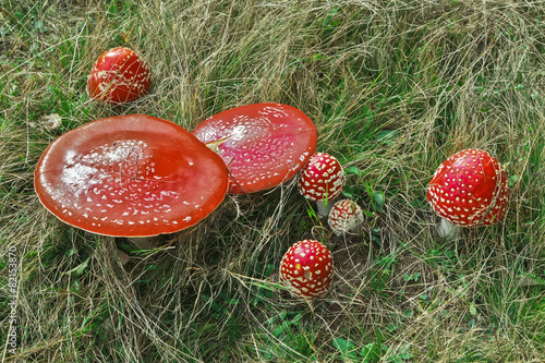 Red mushroom - Amanita Muscaria
