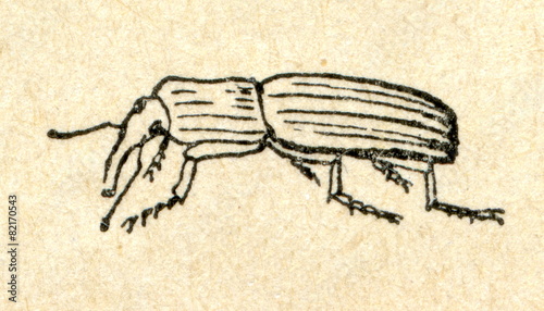 Wheat weevil (Sitophilus granarius)