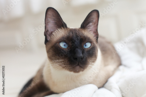 siamese blue point cat