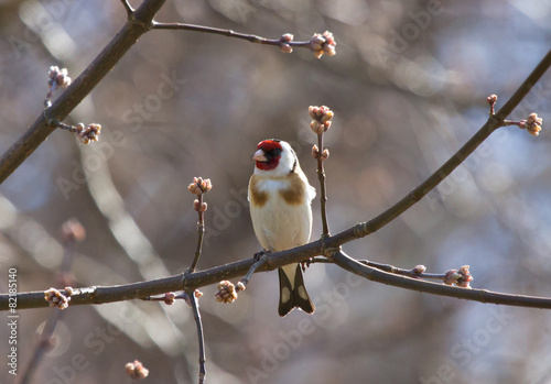 European Goldfinch on the branch