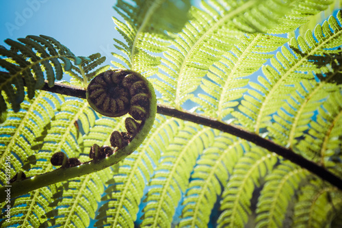 Unravelling fern frond closeup, one of New Zealand symbols.