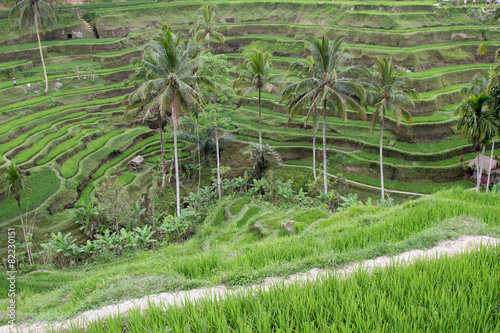 Rice Terrace At Tegalalang, Bali, Indonesia