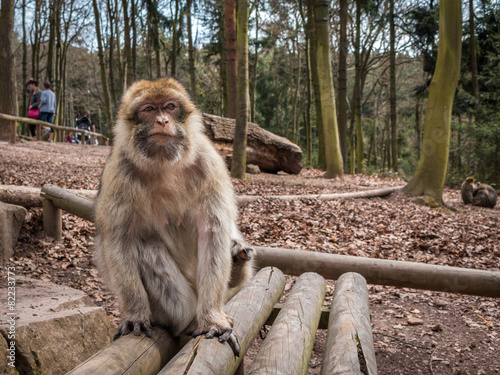 Singe macaque de Barbarie à la montagne des singes Kintzheim en Alsace