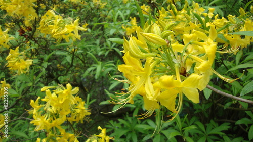 azalia rododendron