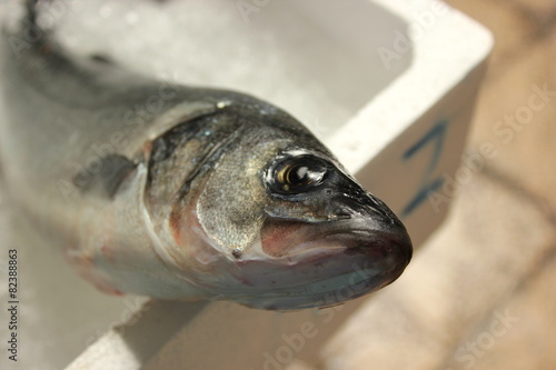 Meeraal auf dem Fischmarkt von Split in Dalmatien