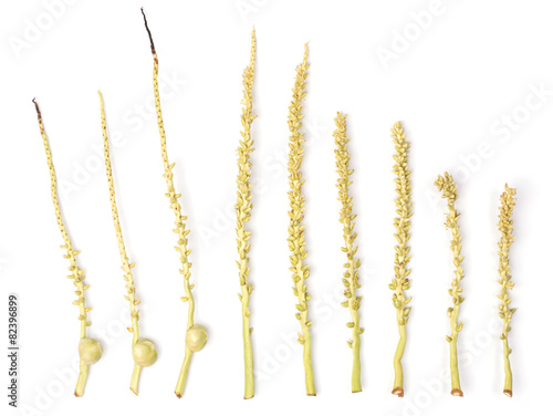 Branch of coconut flower isolated, Spadix