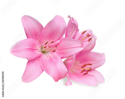 pink lilies on white background