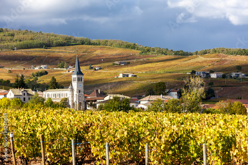 Chenas with vineyard, Beaujolais, Rhone-Alpes, France