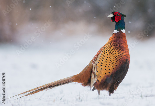 pheasant