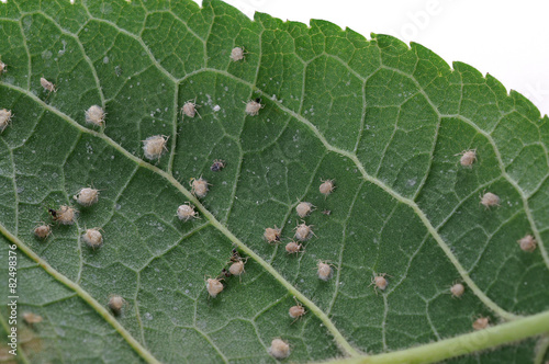 Aphis pomi on a apple leaf