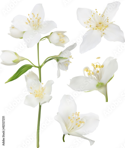 white jasmine blossom collection illustration