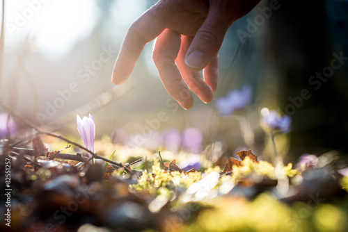 Hand of a man above a new delicate blue flowers in a shaft of su