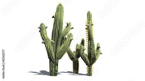 Saguaro cactus - isolated on white background