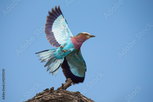 Beautiful lilac breasted roller take off from a perch to hunt in