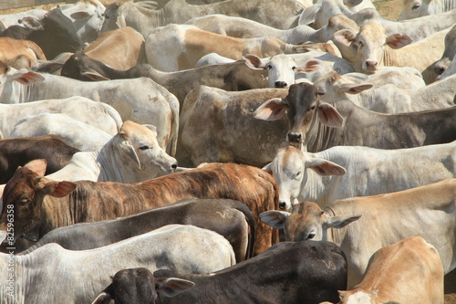 Landwirtschaft in Filadelfia (Paraguay)