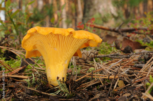 Cantharellus cibarius (golden chanterelle or girolle)