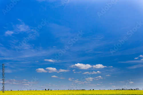 Błękitne niebo nad rozległym polem rzepaku