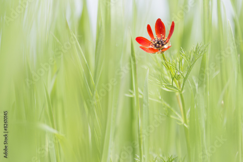 red adonis in spring grass natural background
