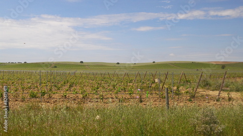 Vineyards near Monsaraz village