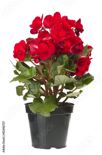 red begonia flowers closeup in the study