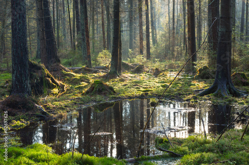 Natural coniferous stand of Bialowieza Forest Landscape Reserve