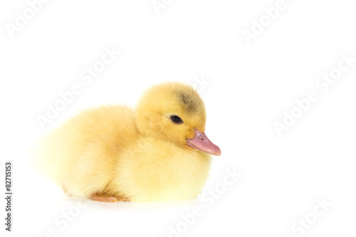 Close up small duckling isolated on white